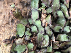 Mannia androgyna
