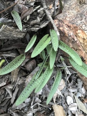 Drimiopsis
