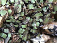Mannia androgyna