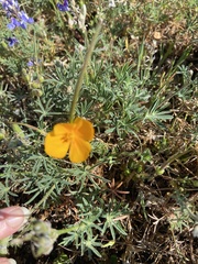 Eschscholzia lobbii