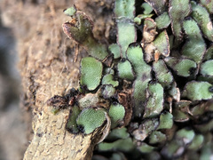 Mannia androgyna