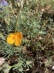 Eschscholzia lobbii