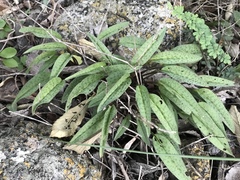 Drimiopsis