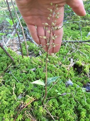 Neottia bifolia
