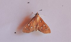 Protonoceras leucocosma