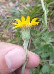 Noticastrum acuminatum