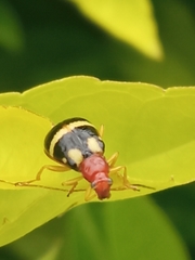 Gynandrobrotica
