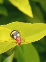 Gynandrobrotica