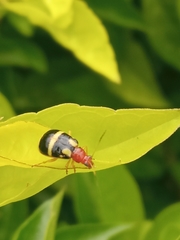 Gynandrobrotica