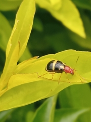 Gynandrobrotica
