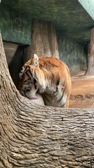 Panthera tigris altaica