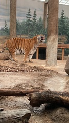 Panthera tigris altaica