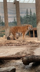 Panthera tigris altaica