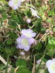 Phacelia dubia