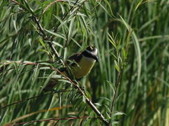 Pitangus sulphuratus