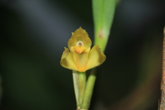 Maxillaria betancurii