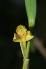 Maxillaria betancurii