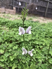 Vicia grandiflora