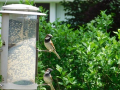 Passer domesticus