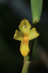Maxillaria betancurii
