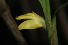 Maxillaria betancurii