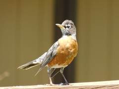 Turdus migratorius