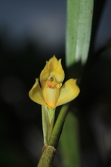 Maxillaria betancurii