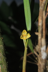 Maxillaria betancurii