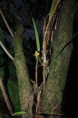 Maxillaria betancurii