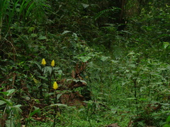 Aphelandra squarrosa