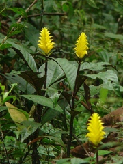 Aphelandra squarrosa