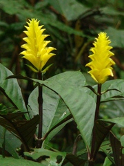 Aphelandra squarrosa