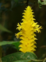 Aphelandra squarrosa