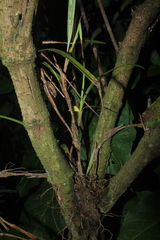 Maxillaria betancurii