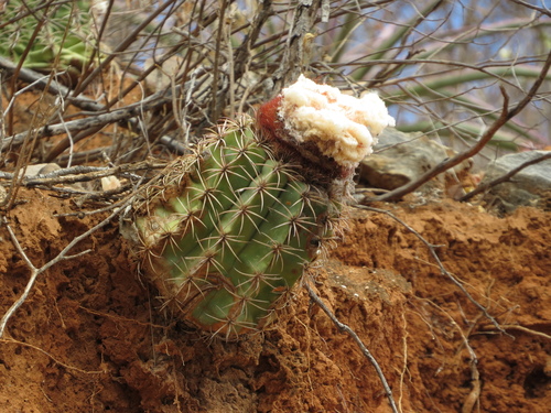 Melocactus bellavistensis
