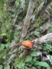 Neodictyopus dictyopus