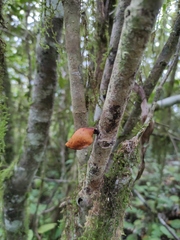 Neodictyopus dictyopus