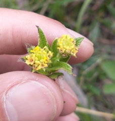 Lippia arechavaletae
