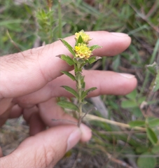 Lippia arechavaletae
