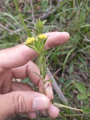 Lippia arechavaletae