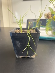 Lycopodium deuterodensum