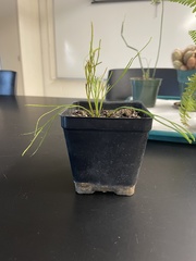 Lycopodium deuterodensum