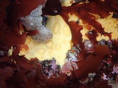 Polymastia pachymastia