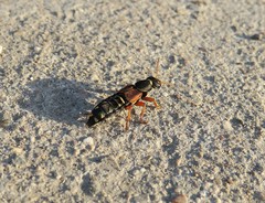 Staphylinus caesareus