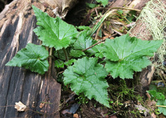 Tolmiea diplomenziesii