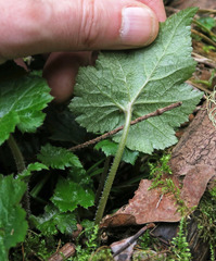 Tolmiea diplomenziesii
