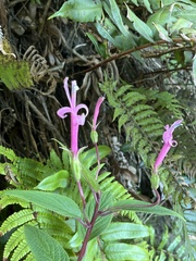 Centropogon gutierrezii