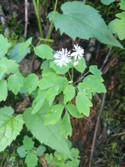 Thalictrum clavatum