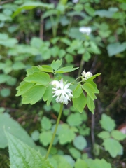 Thalictrum clavatum