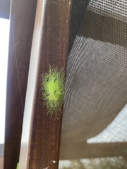 Thelacantha brevispina